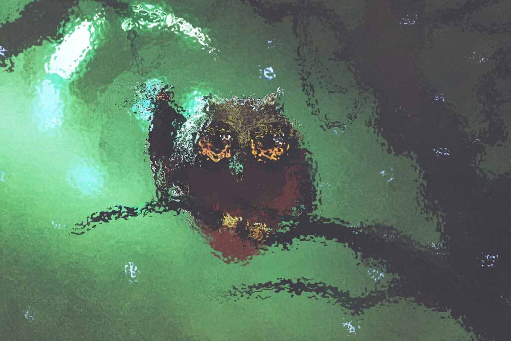 The Owlin Race in DnD 5e: Strixhaven\’s Newest Additions